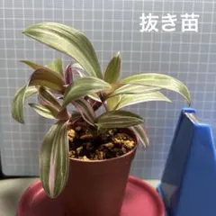 2026年最新】万年青 植物の人気アイテム - メルカリ