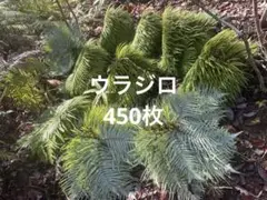 ヤマシダ エディブルフラワー 飾り葉 - メルカリ