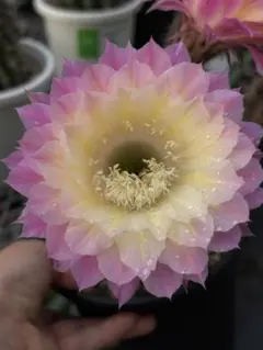 多肉植物 花サボテン ロビビア属 5-29 - メルカリ