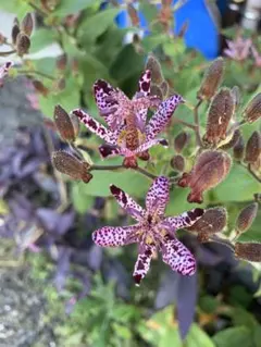 ジョナサン様 リクエスト 2点 まとめ商品