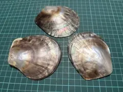 검은 나비 조개 3 장 세트 자연 조개 입상 소품 넣어 초밥 접시 액세서리 소재