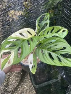 ［キキ様専用］マドカズラMonstera adansonii variegata
