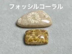 フォッシルコーラル　カボションセット