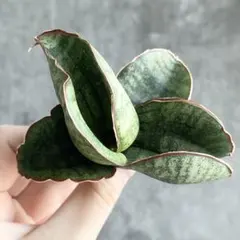 2026年最新】観葉植物サンスベリアの人気アイテム - メルカリ