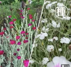 ちー様 リクエスト 4点 まとめ商品