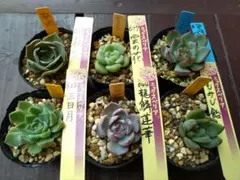 2026年最新】おらいさん苗 青札の人気アイテム - メルカリ