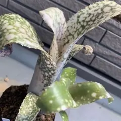 Billbergia Cimmeron