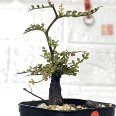 2026年最新】オペルクリカリアパキプスの人気アイテム - メルカリ