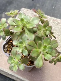 telltell様 リクエスト 2点 まとめ商品