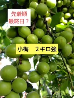 小梅　２キロ　⑥のサムネイル