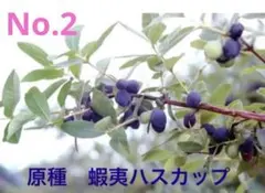 No.5 ☆1.2メートル　2本株立エゾハスカップ 苗木 実付き☆虫対策済み☆ No.5 ☆1.2メートル 2本株立エゾハスカップ 苗木 実付き☆虫対策済み