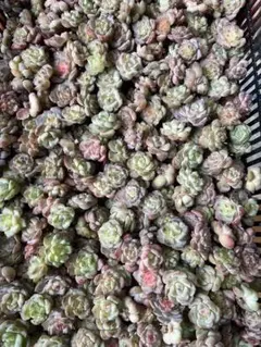 ベ*ィ様 韓国苗 雑交新種 多肉植物寄せ植えセットカット苗詰め合わせ 50苗