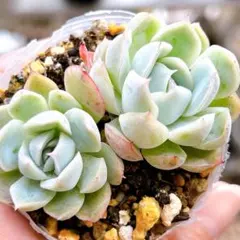 ラブリーローズ錦（白斑）多肉植物 - メルカリ