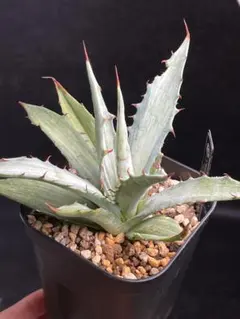 2026年最新】アガベシンプレックスの人気アイテム - メルカリ