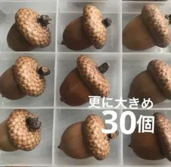 2026年最新】レッドオークどんぐりの人気アイテム - メルカリ