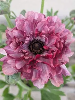 2026年最新】ラナンキュラスイカロスの人気アイテム - メルカリ