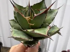 アガベ チタノタ 覇王竜　超強棘のサムネイル