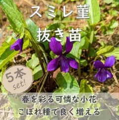 山野草◆スミレの根付き苗 5株 紫か薄紫の花 （白花の可能性あり）菫のサムネイル