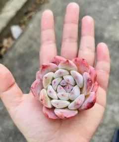 ありっひめ♡様 リクエスト 2点 まとめ商品