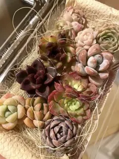 現品発送❣️8苗詰め合わせセット➕オマケ小苗❣️多肉 韓国苗 カット苗 寄せ植え