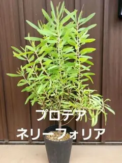 大苗 這性 グレビレア ロイヤルマントル エアーポット鉢植え 苗 太幹