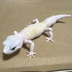 いきもの大図鑑アドバンス　ヒョウモントカゲモドキ　ブリザード