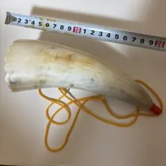 Item thumbnail for item 34391209-1fc9-427c-ba0e-2121ed7364ac