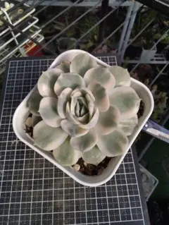 多肉植物 キュービックフロスト錦 抜き苗 - メルカリ