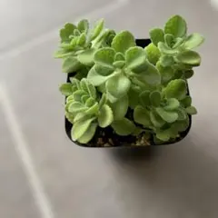 a♡【アロマティカス】 ポットごと or 抜き苗 6㎝ポット 多肉植物【アロマティカス】 ポットごと or 抜き苗 6㎝ポット - メルカリ