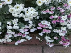 抜苗 大株 ドーム菊 ザル菊 摘芯無しで花束のような苗に 抜き苗 ゆうパケットポのサムネイル