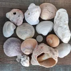 貝殻　ハンドメイド　まとめ売り　28