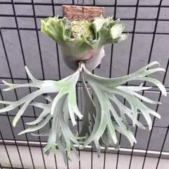 す*ー様 【数量限定】ビカクシダ胞子　56種セット す*ー様 【数量限定】ビカクシダ胞子 56種セット 2025年最新