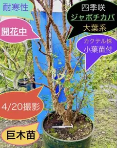 実付❗️ジャボチカバ 小葉2期咲き 実付❗️ジャボチカバ 小葉2期咲き - メルカリ