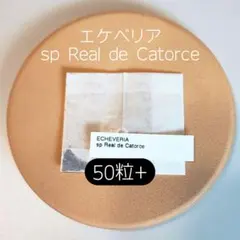 エケベリア カンテ 500粒 原種 実生 ケーレス 種子 販売予定品種の紹介！魅惑のエケベリア【ケーレス実生苗