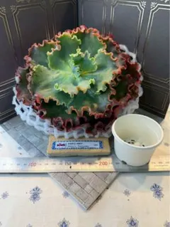 モナミ様 リクエスト 7点 まとめ商品