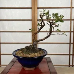 【皐月(さつき)】 "紫水晶(むらさきすいしょう)" 盆栽 素材のサムネイル