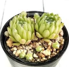 2026年最新】多肉植物 センペルビウムの人気アイテム - メルカリ
