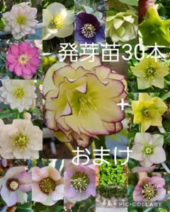 クリスマスローズ 広瀬園芸 ソレイユ セルフ 種 3粒 - メルカリ