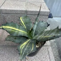 2025年最新】縞斑 アガベの人気アイテム - メルカリ