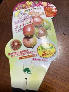 ベビーキウイ苗木　ジュネーブ