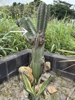 ① 柱サボテン ブランチ 石化 10号特大 - メルカリ