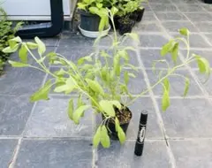 コモンセージ　無農薬　ハーブのサムネイル
