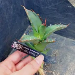 【専用】アガベ チタノタ BIG SPINE 子株