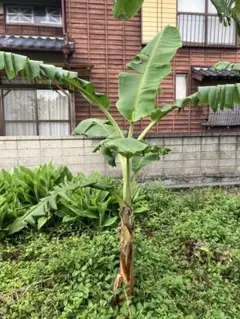大苗105cm=美味ランク世界2位？◇ドワーフ・ライチナムワ。バナナ苗
