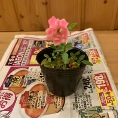 ミニバラ 苗 ピンクの蕾付きのサムネイル