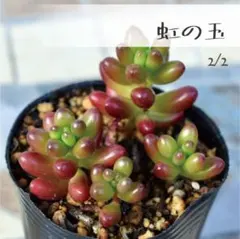 多肉植物【虹の玉】セダム ポットごと or 抜き苗 6㎝ポット