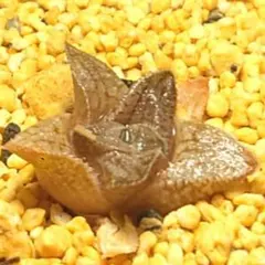 多肉植物　ハオルチア ピクシードラゴン　760のサムネイル