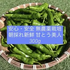 【農家直送】朝採れ新鮮 甘とう美人のサムネイル