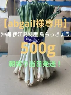 【abgail様専用】沖縄 伊江島特産 島らっきょう 500g