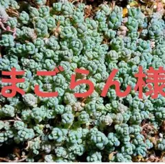 まごらん様専用